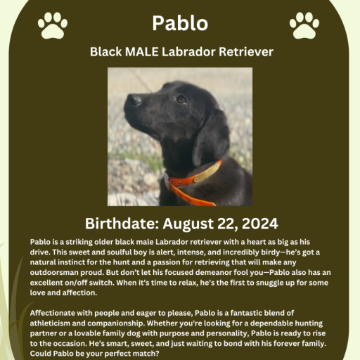 Pablo 13